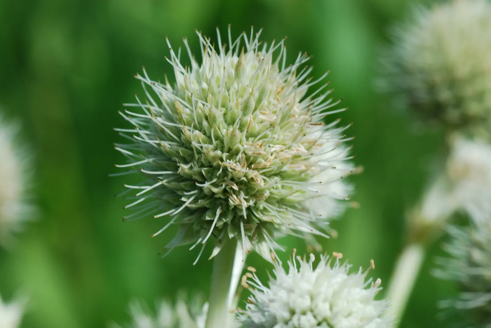 Rattlesnake Master (Eryngium Yuccifolium) — this plant prefers full sun but can tolerate partial shade; green and white flowers in the garden, image 68