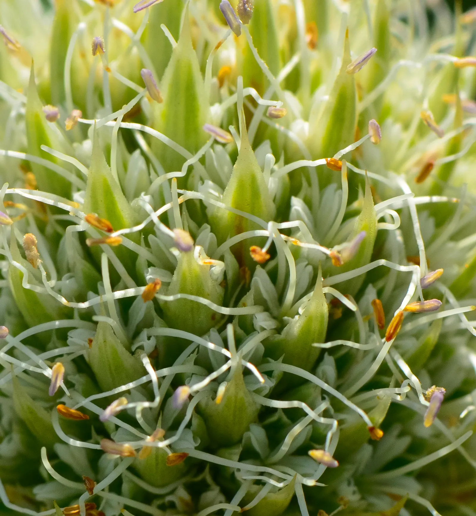 Rattlesnake Master (Eryngium Yuccifolium) — Rattlesnake Master presents spherical, image 63