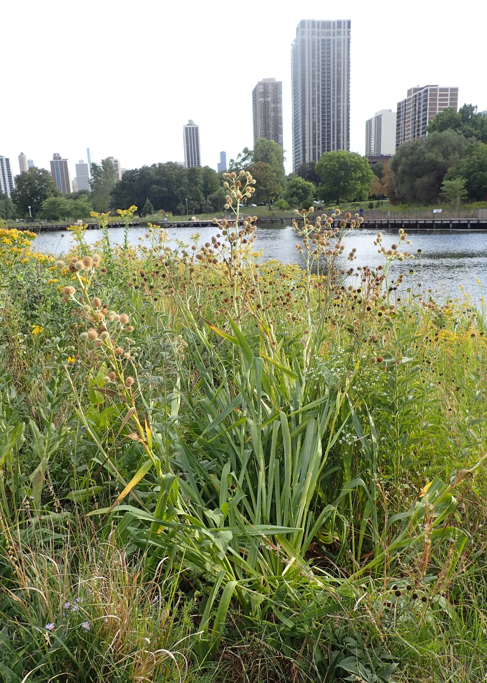 Rattlesnake Master (Eryngium Yuccifolium) — It's excellent for adding structure in naturalistic plantings and prairie restorations; thriving in, image 69