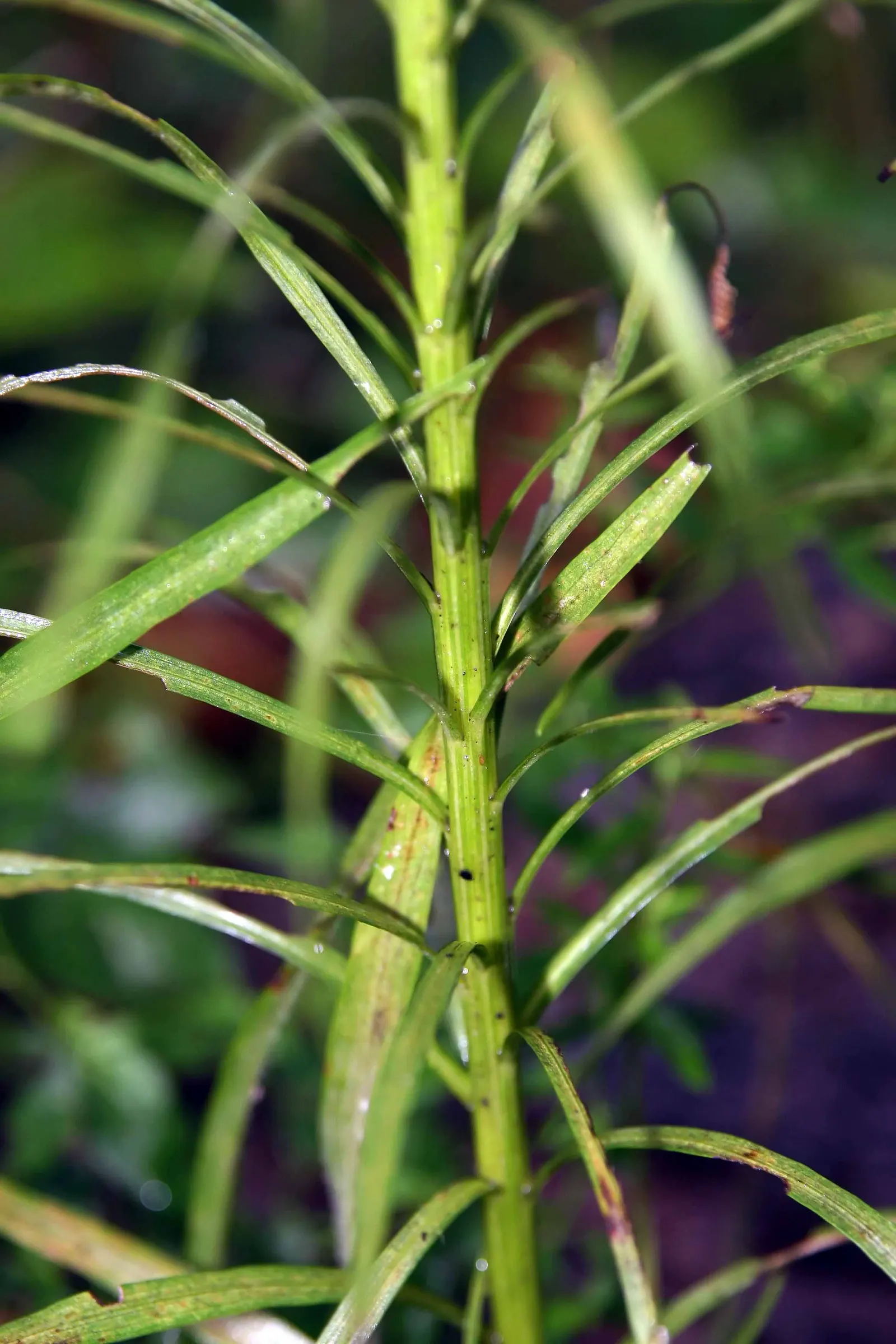 Rattlesnake Master (Eryngium Yuccifolium) — this plant prefers full sun but can tolerate partial shade