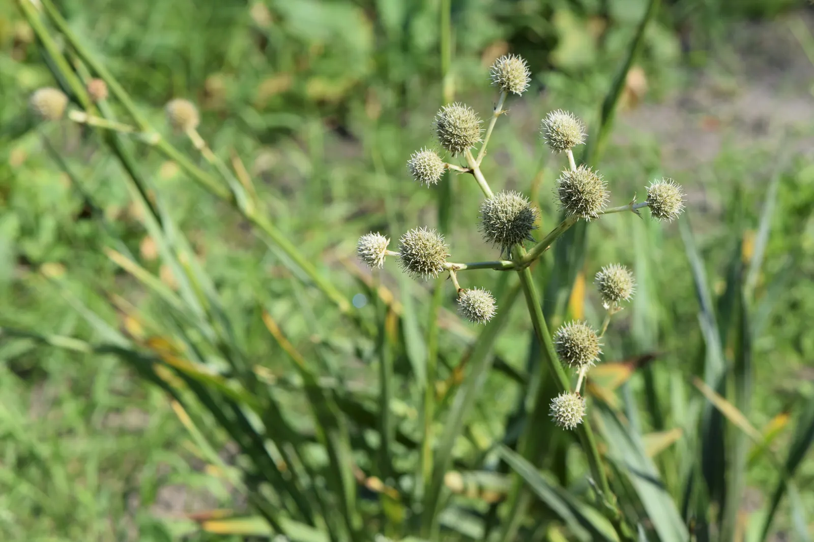 Rattlesnake Master (Eryngium Yuccifolium) — A key feature is its rosette of leathery; sword-like leaves that can grow up to 3 feet long and resemble those of