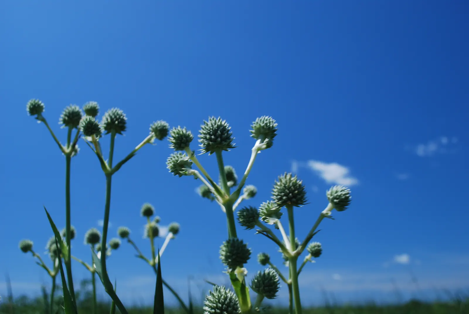 Rattlesnake Master (Eryngium Yuccifolium) — Thriving in USDA zones 3-8, it prefers full sun and well-drained soil, tolerating drought and poor soils; commonly