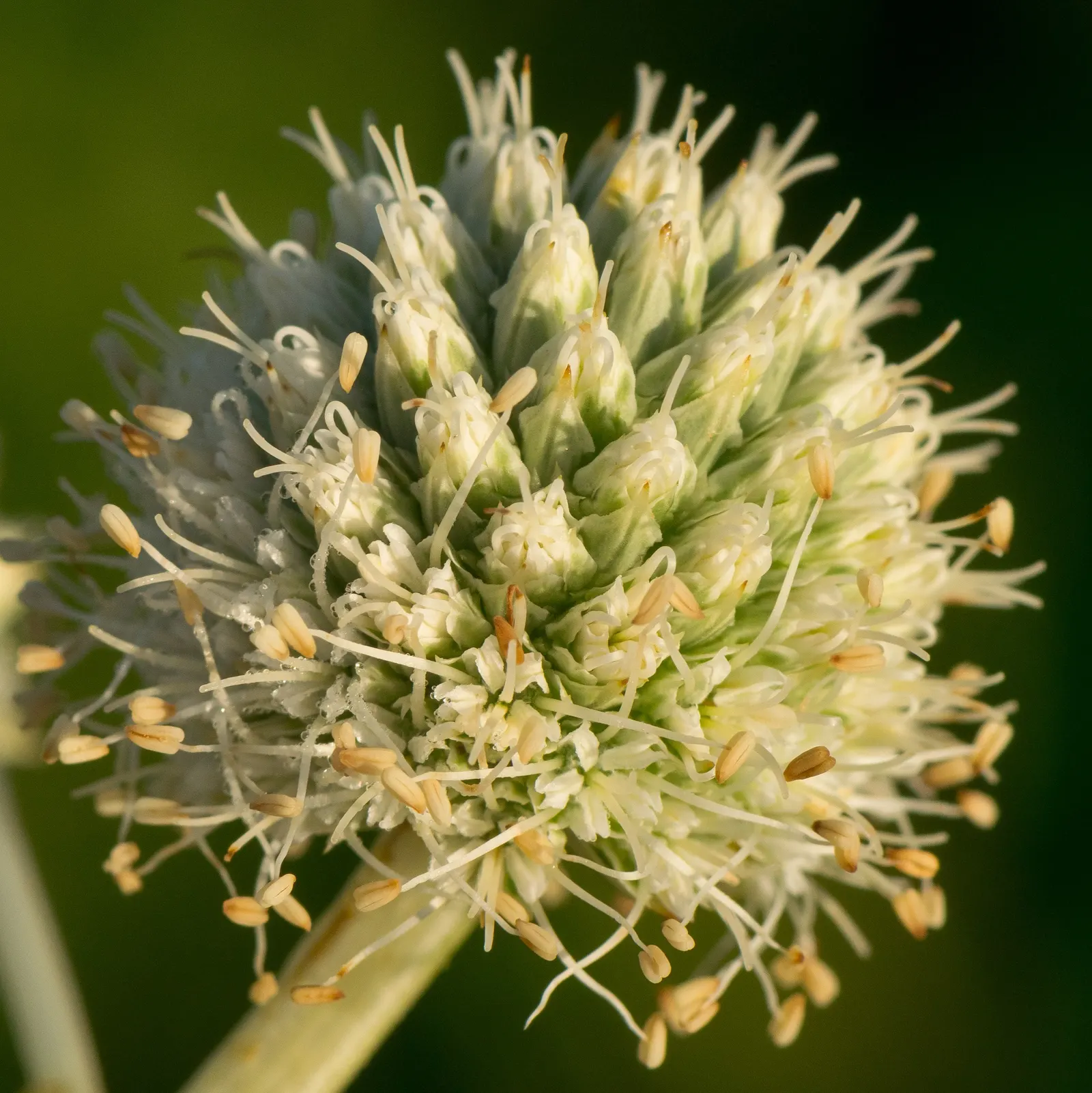 Rattlesnake Master (Eryngium Yuccifolium) — Standing at a stately 4 to 5 feet tall when mature; ideal for xeriscaping, it adds unique texture and supports