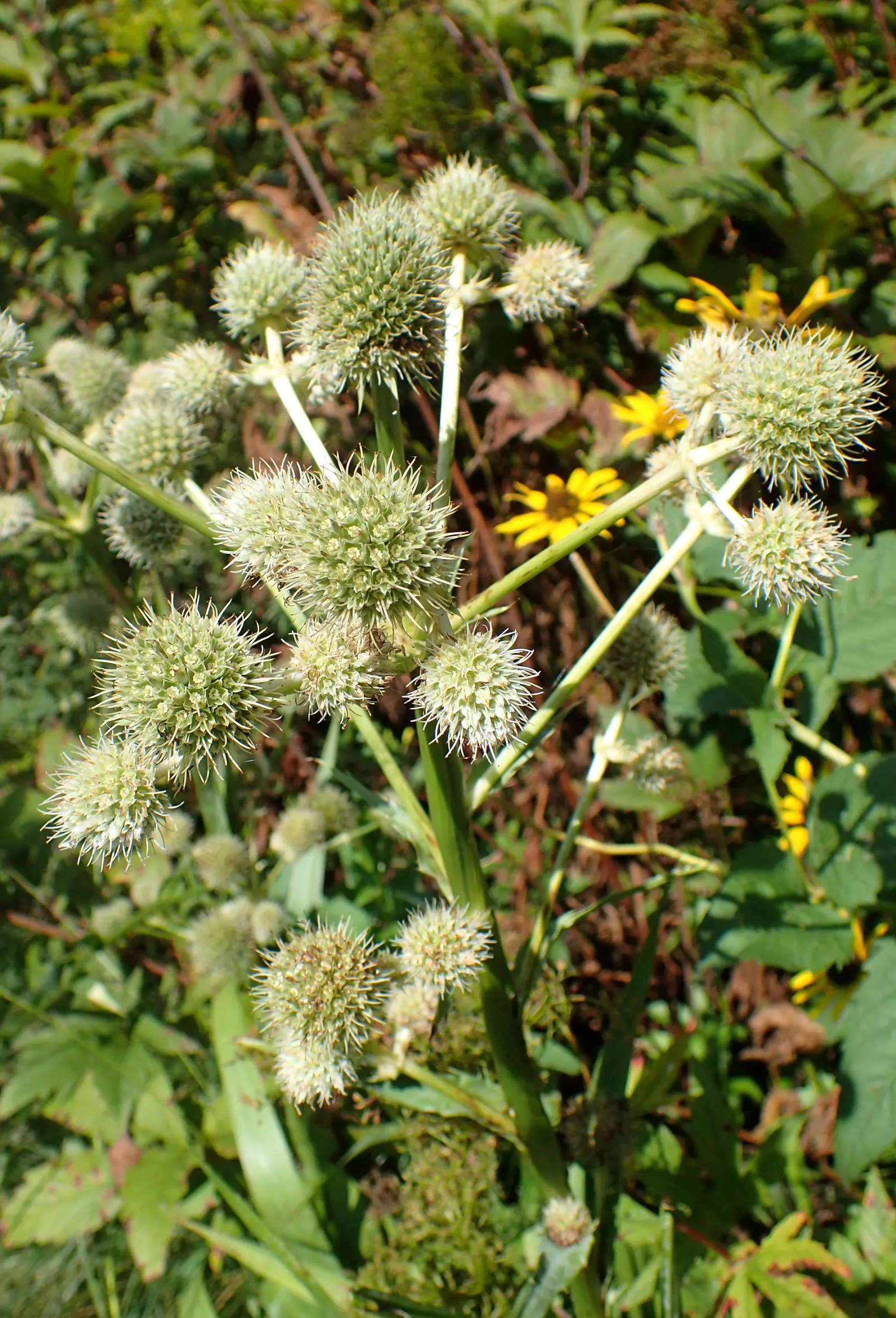 Rattlesnake Master (Eryngium Yuccifolium) — thistle-like flowers atop stems reaching 3-4 feet tall