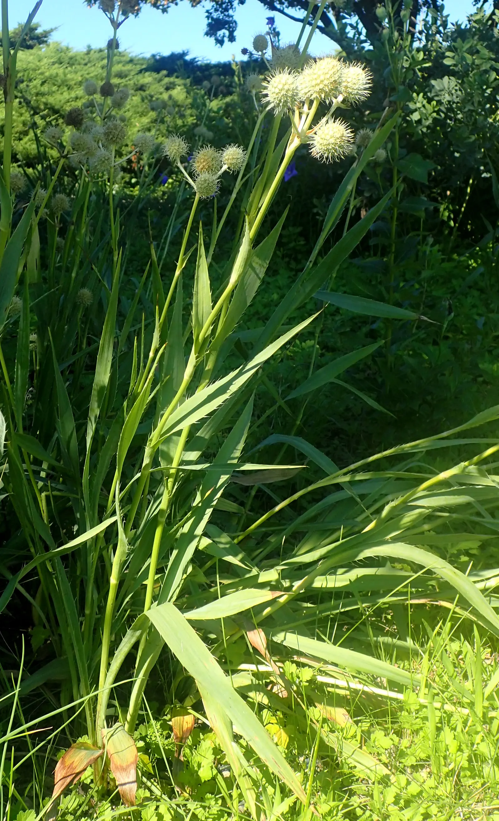 Rattlesnake Master (Eryngium Yuccifolium) — commonly referred to as Rattlesnake Master; requiring little maintenance