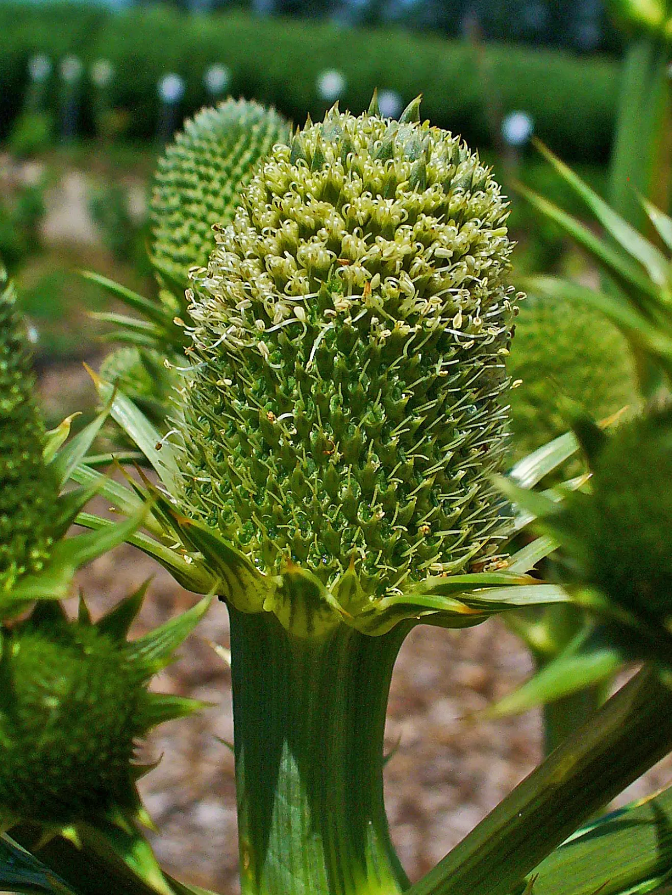 Rattlesnake Master (Eryngium Yuccifolium) — attracting a plethora of pollinators including bees
