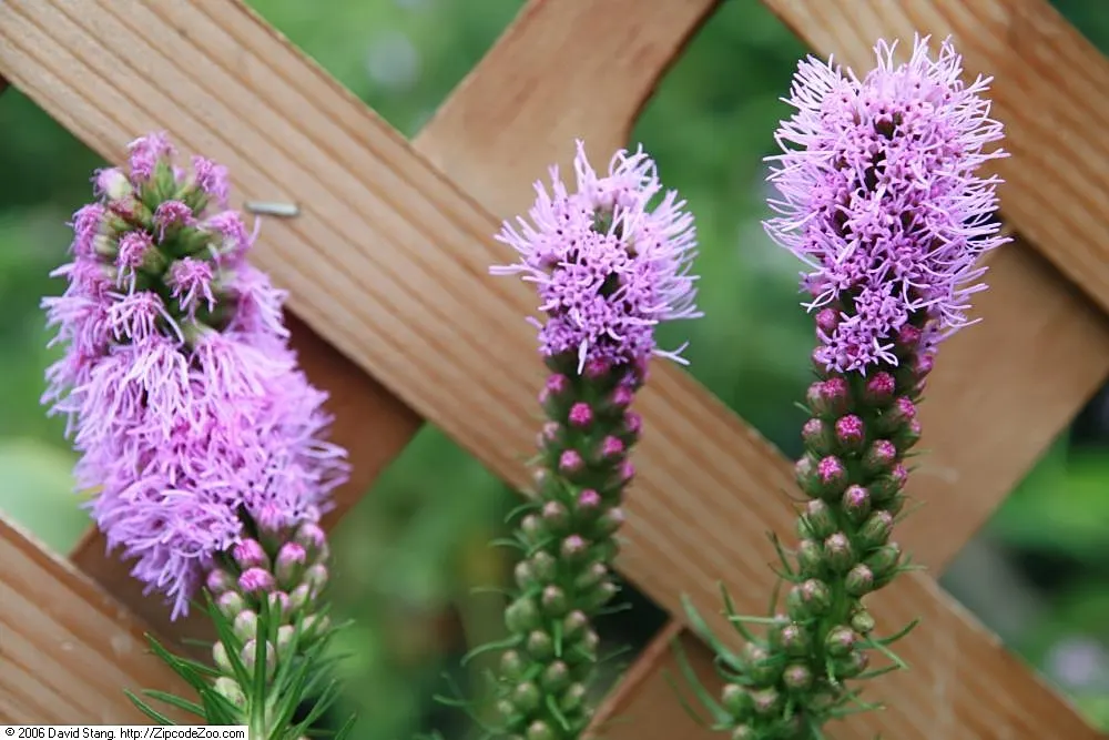 Rattlesnake Master (Eryngium Yuccifolium) — Eryngium yuccifolium, commonly called Rattlesnake Master, is a perennial native to North American, image 76