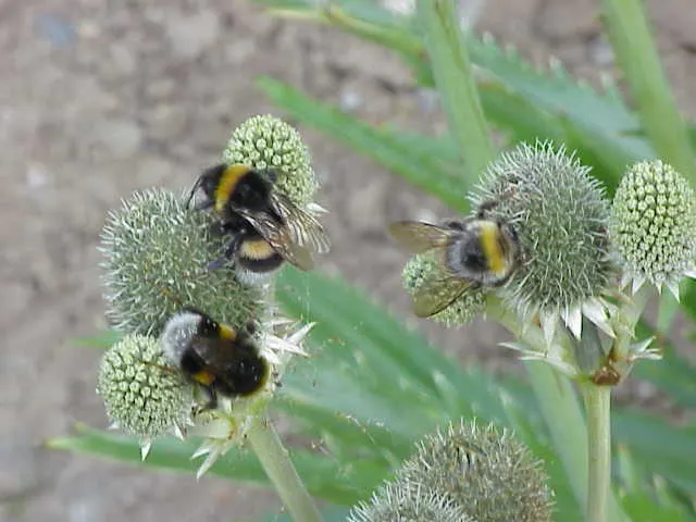 Rattlesnake Master (Eryngium Yuccifolium) — This architectural plant features rosettes of long