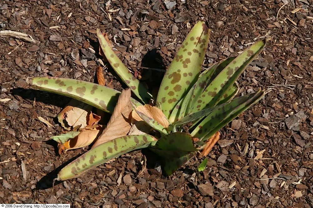 Rattlesnake Master (Eryngium Yuccifolium) — making it ideal for xeriscaping in US hardiness zones 3 to 9; perennial with green and white blooms, image 61