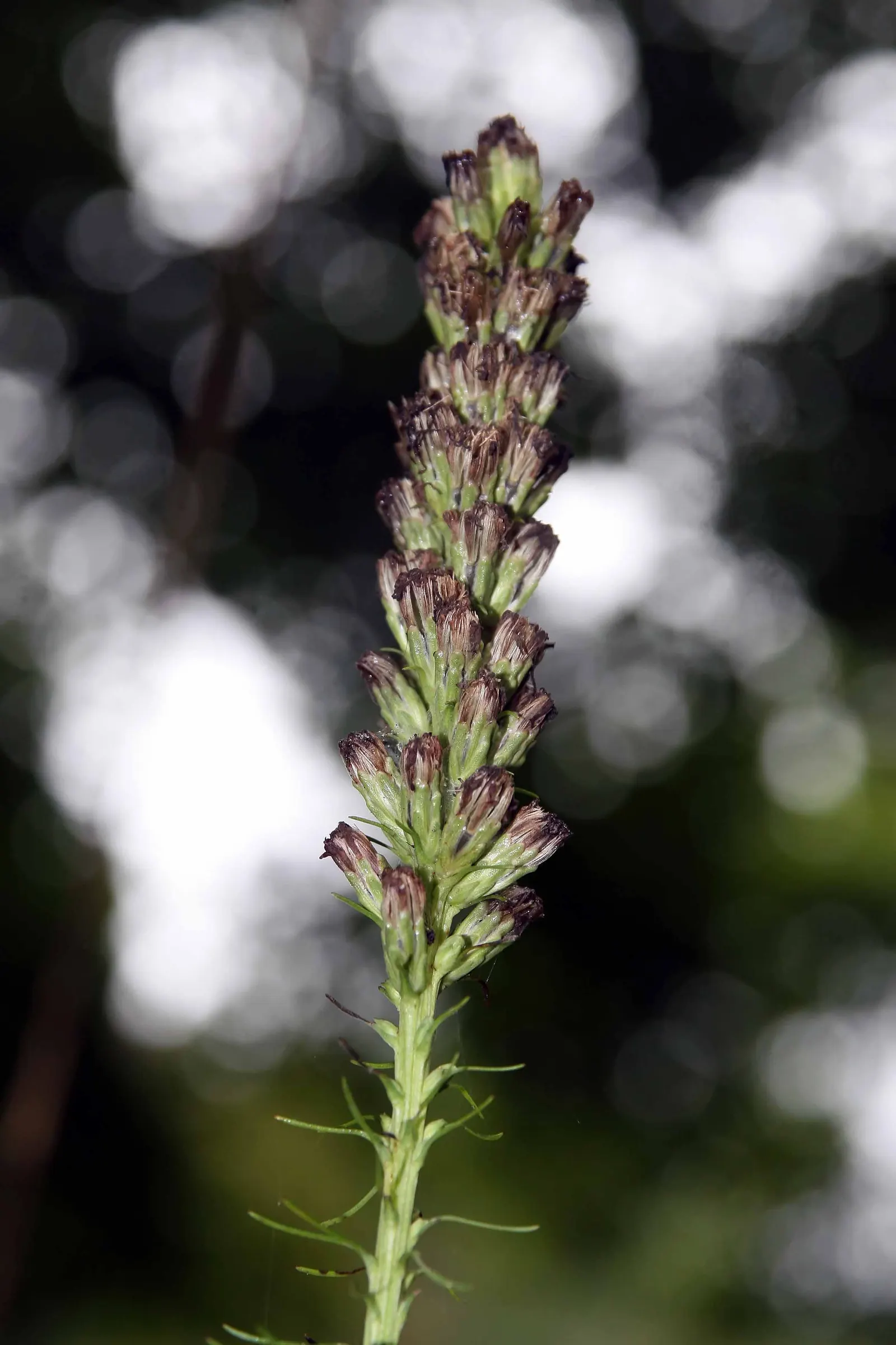 Rattlesnake Master (Eryngium Yuccifolium) — and its blooms serve as unique focal points in cut flower arrangements; standing at a stately 4 to 5 feet tall when