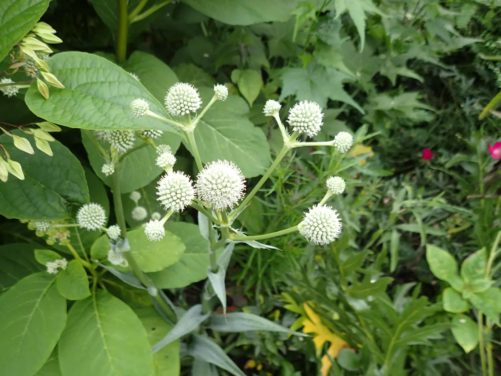 Rattlesnake Master (Eryngium Yuccifolium) — commonly referred to as Rattlesnake Master