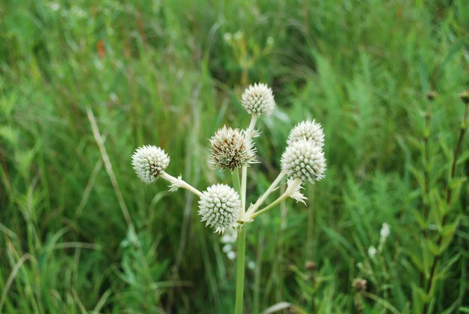 Rattlesnake Master (Eryngium Yuccifolium) — This architectural plant features rosettes of long; making it ideal for xeriscaping in US hardiness, image 77