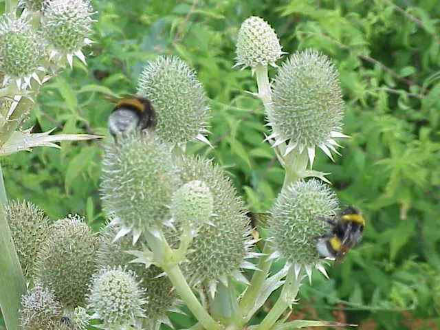 Rattlesnake Master (Eryngium Yuccifolium) — perennial for full or half; and seldom bothered by pests or diseases