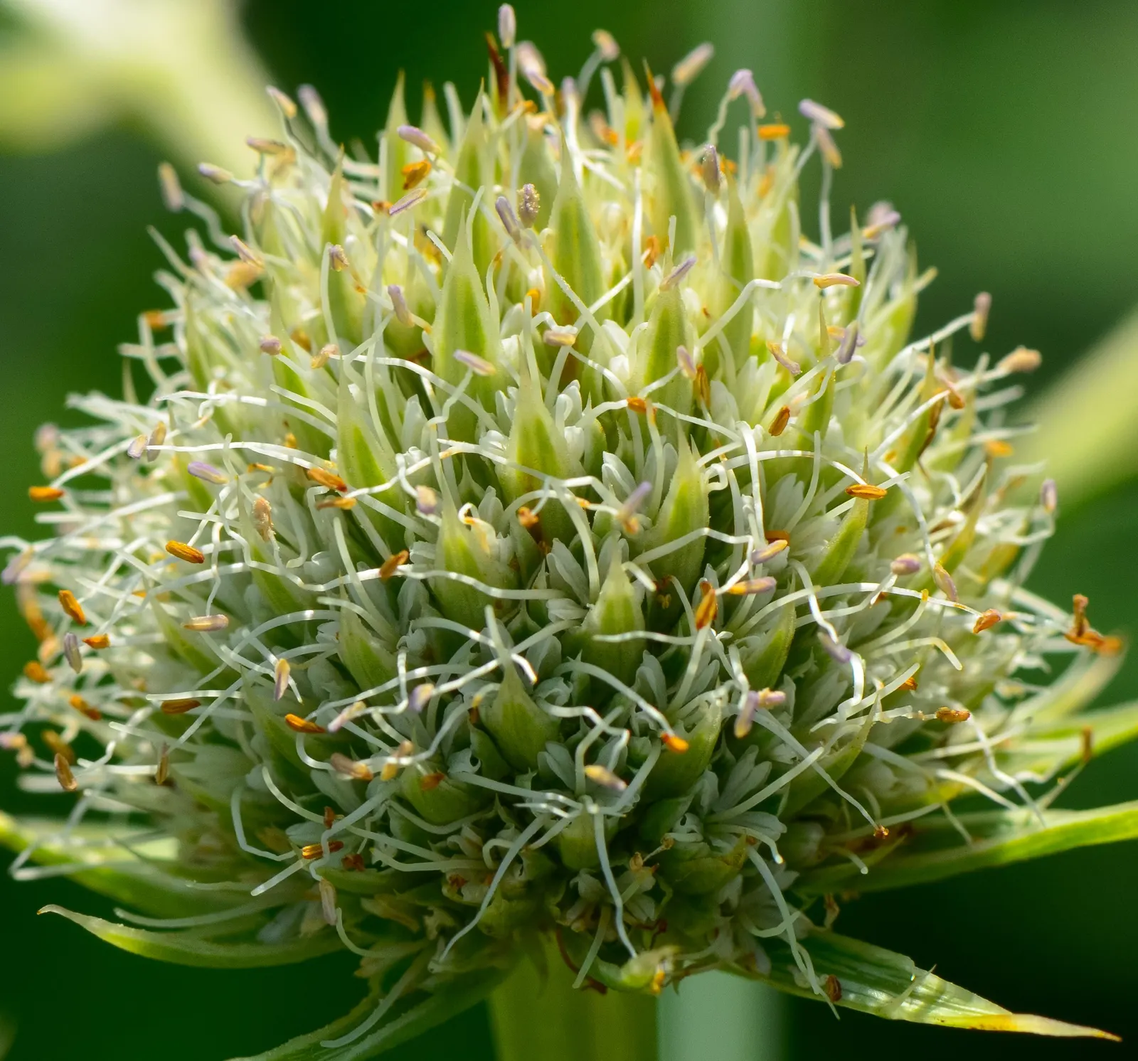 Rattlesnake Master (Eryngium Yuccifolium) — attracting a plethora of pollinators including bees; a key feature is its rosette of leathery