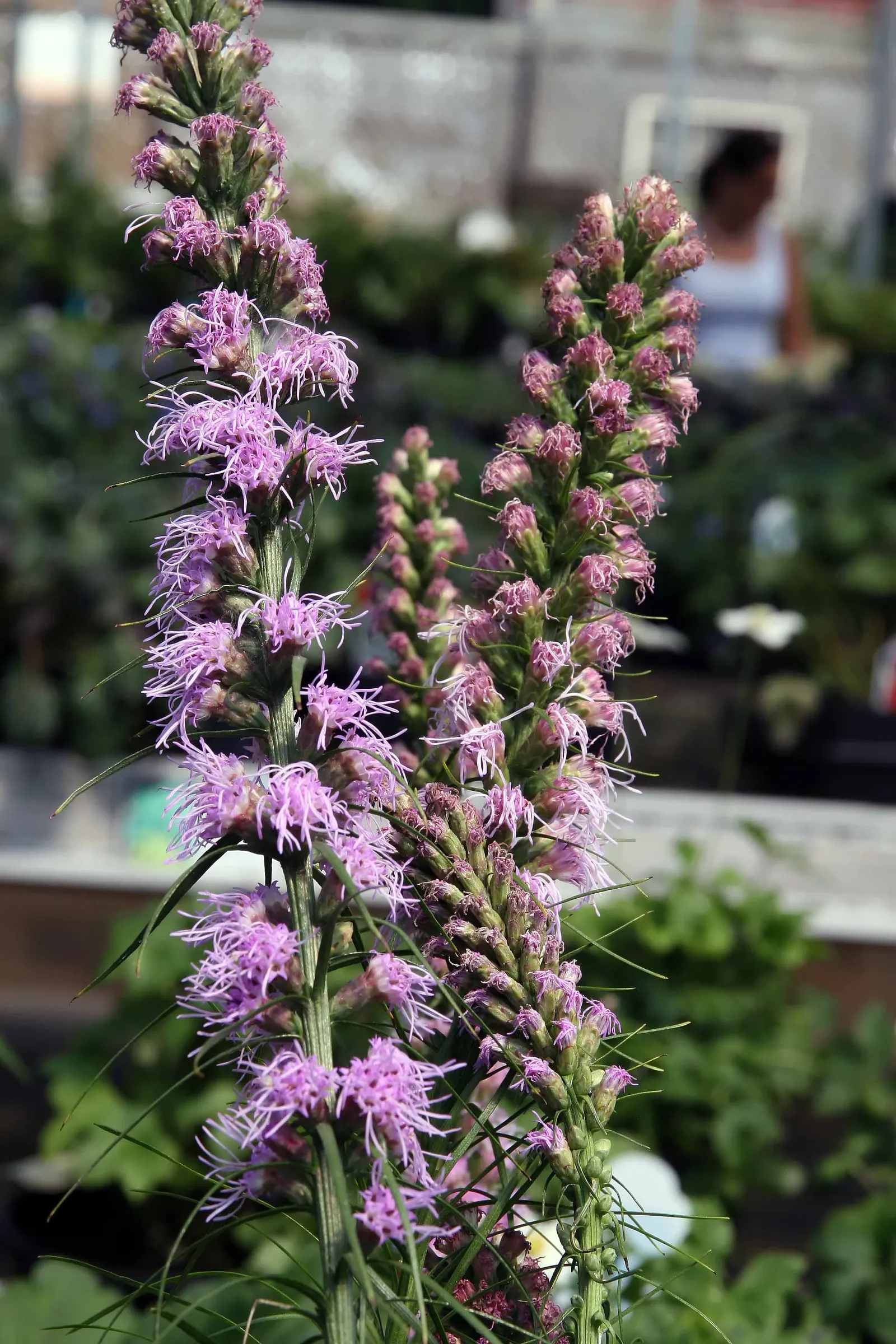 Rattlesnake Master (Eryngium Yuccifolium) — Rattlesnake Master presents spherical