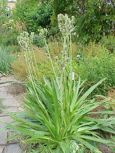 Rattlesnake Master (Eryngium Yuccifolium) — A key feature is its rosette of leathery; sword-like leaves that can grow up to 3 feet long and, image 84
