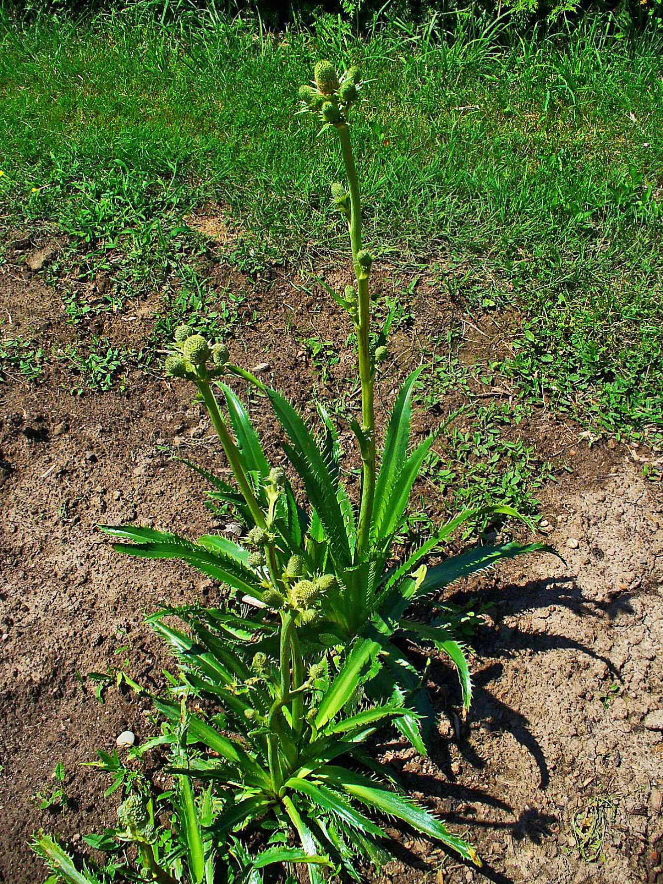 Rattlesnake Master (Eryngium Yuccifolium) — and seldom bothered by pests or diseases