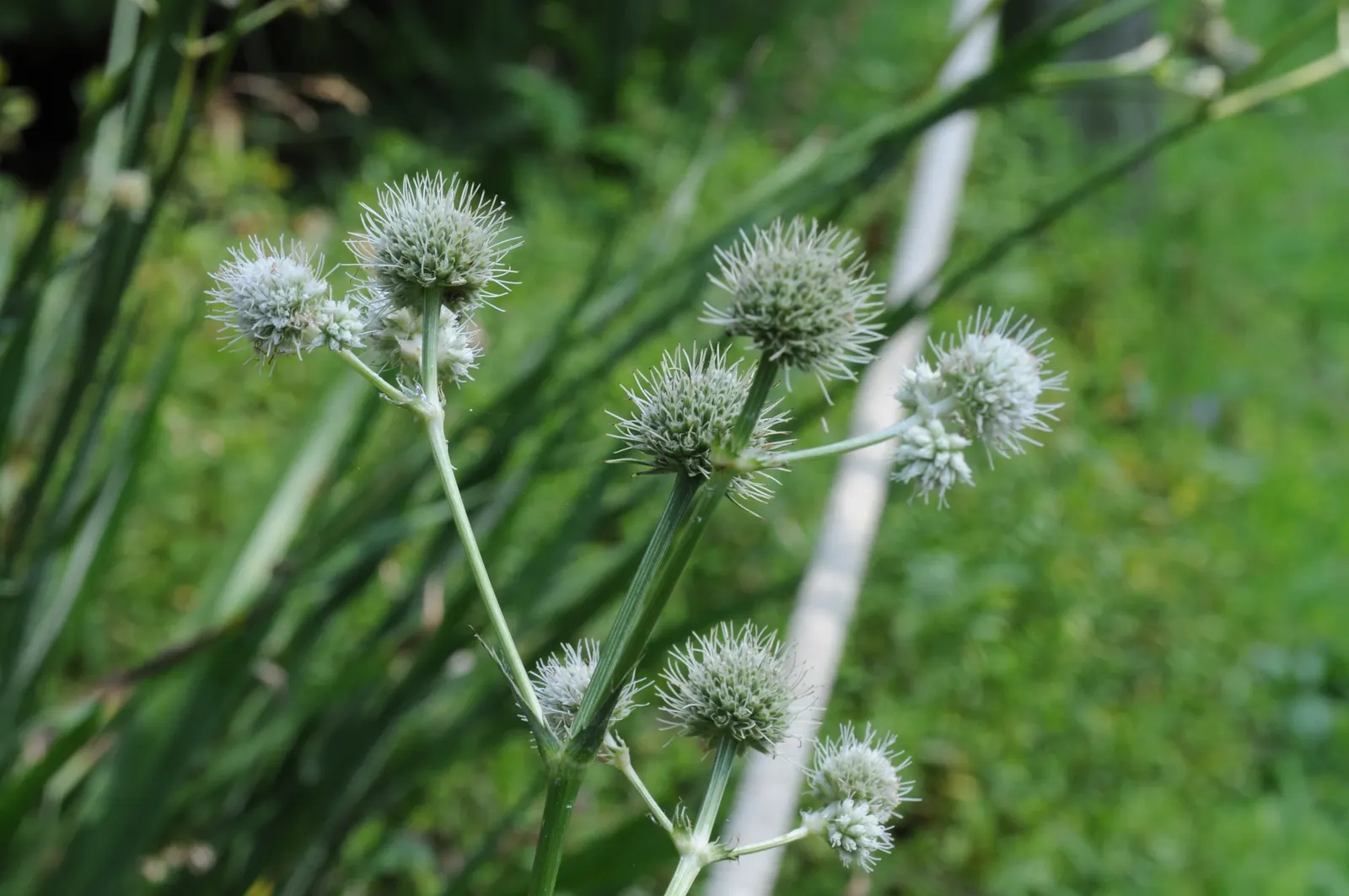 Rattlesnake Master (Eryngium Yuccifolium) — These bloom from July to September; this architectural plant features rosettes of long