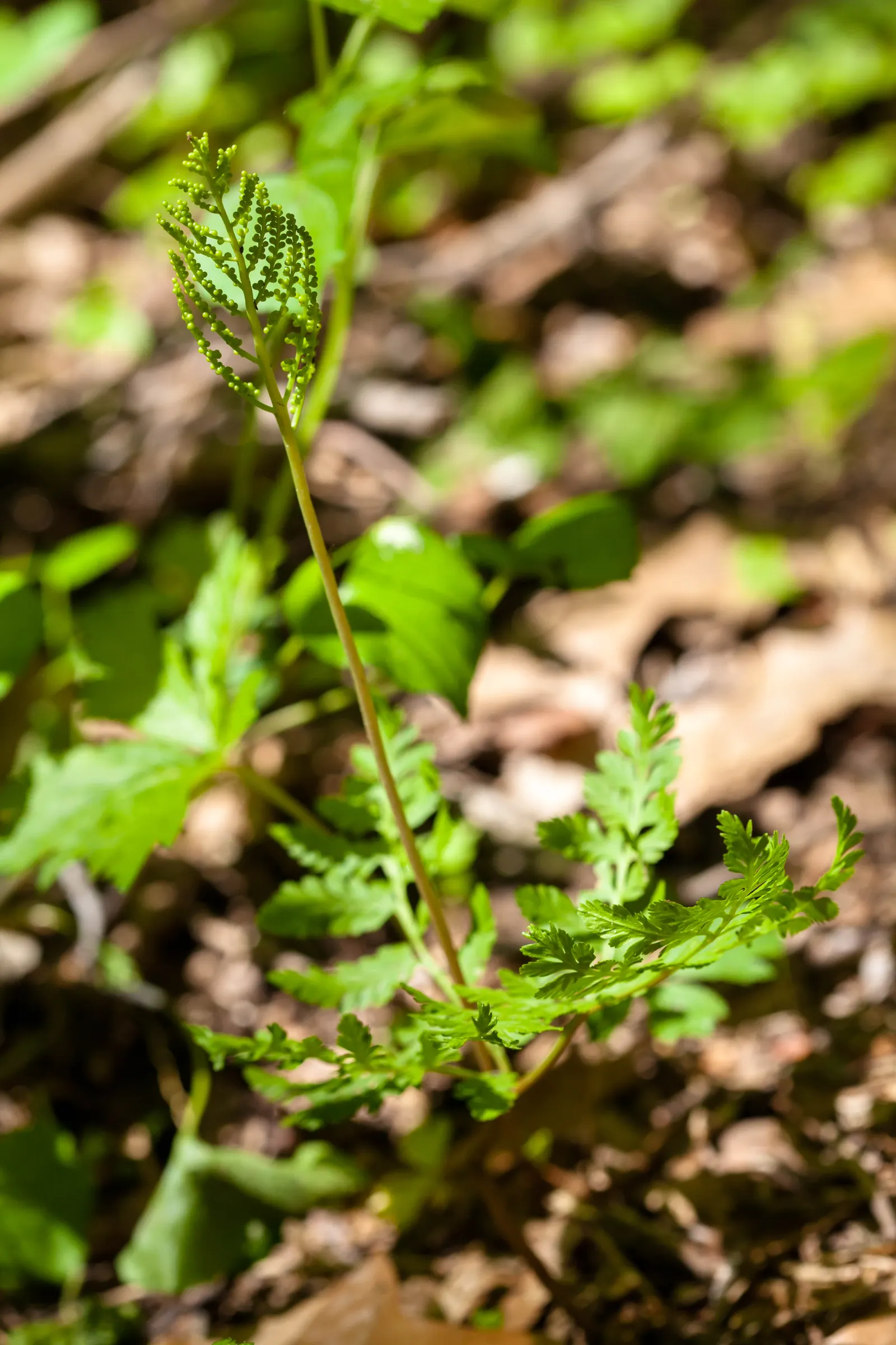 Rattlesnake Master (Eryngium Yuccifolium) — thistle-like flowers atop stems reaching 3-4 feet tall; perennial for full or half, image 54