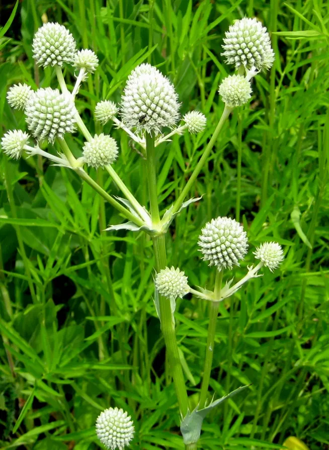 Rattlesnake Master (Eryngium Yuccifolium) — Rattlesnake Master presents spherical, image 38