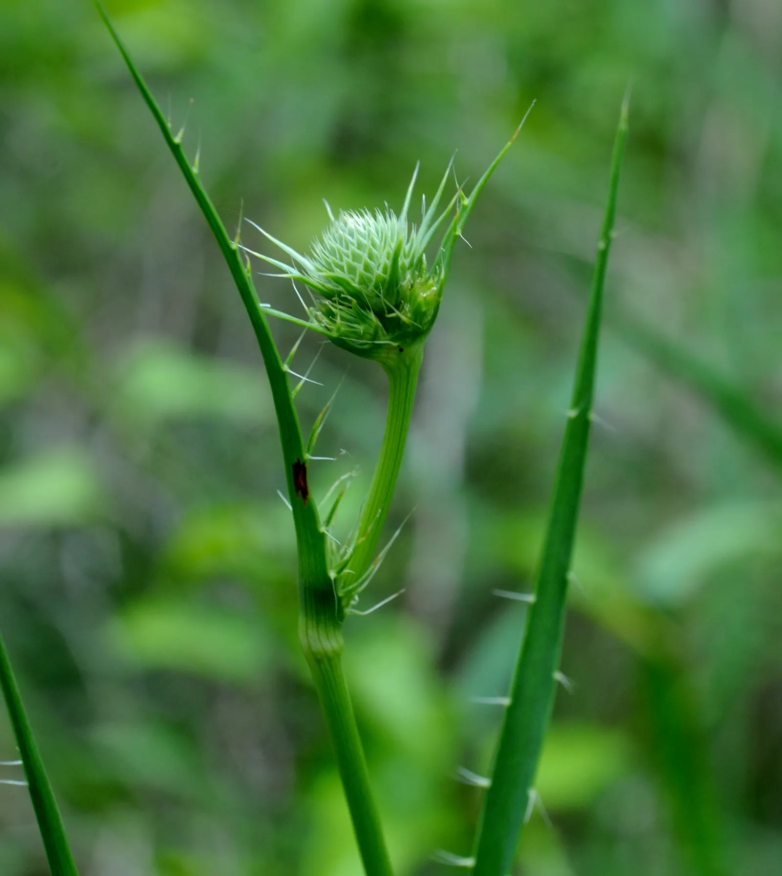 Rattlesnake Master (Eryngium Yuccifolium) — is an intriguing perennial plant native to the tallgrass prairies of central and eastern North America