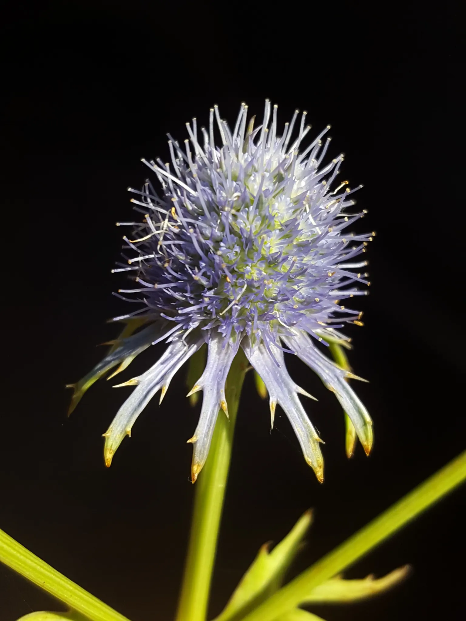 Rattlesnake Master (Eryngium Yuccifolium) — is an intriguing perennial plant native to the tallgrass prairies of central and eastern North America, image 58