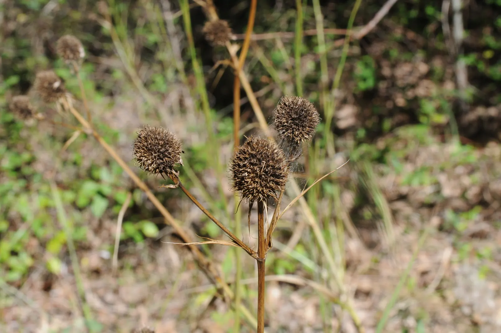 Rattlesnake Master (Eryngium Yuccifolium) — and seldom bothered by pests or diseases; eryngium yuccifolium, commonly called Rattlesnake Master, is a perennial
