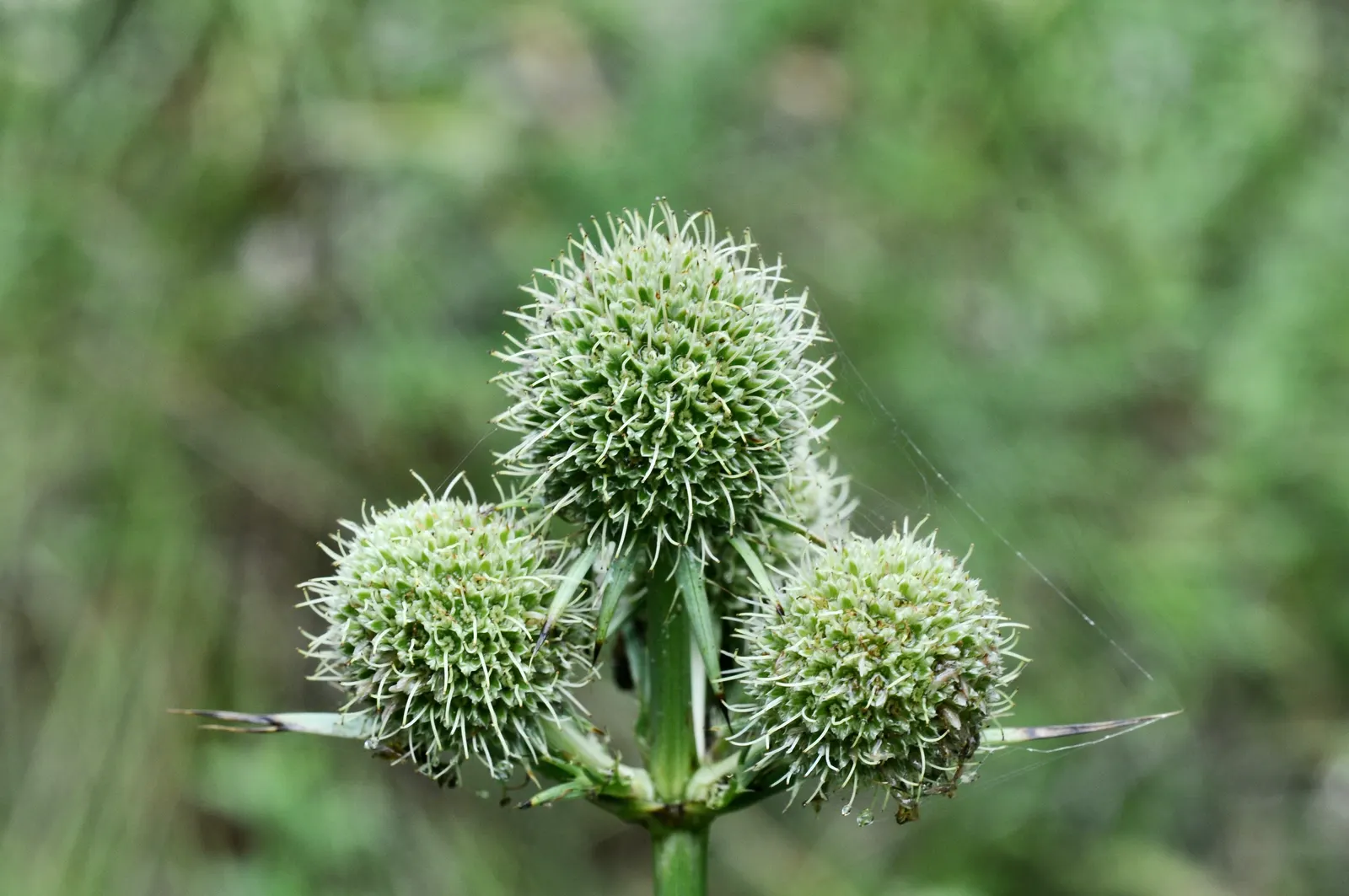 Rattlesnake Master (Eryngium Yuccifolium) — sword-like leaves that can grow up to 3 feet long and resemble those of the yucca plant; and other, image 85