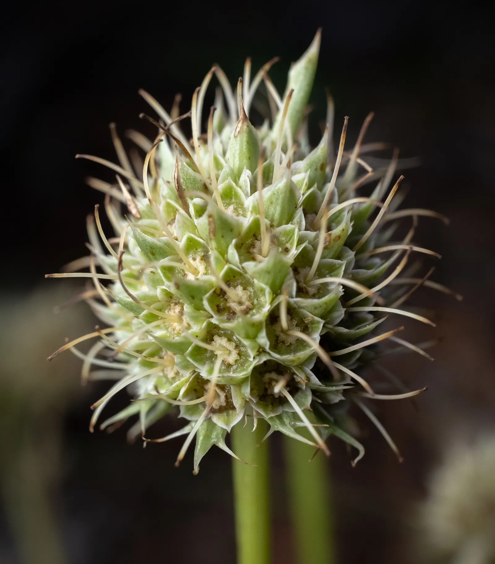Rattlesnake Master (Eryngium Yuccifolium) — green and white flowers in the garden; is an intriguing perennial plant native to the tallgrass, image 73