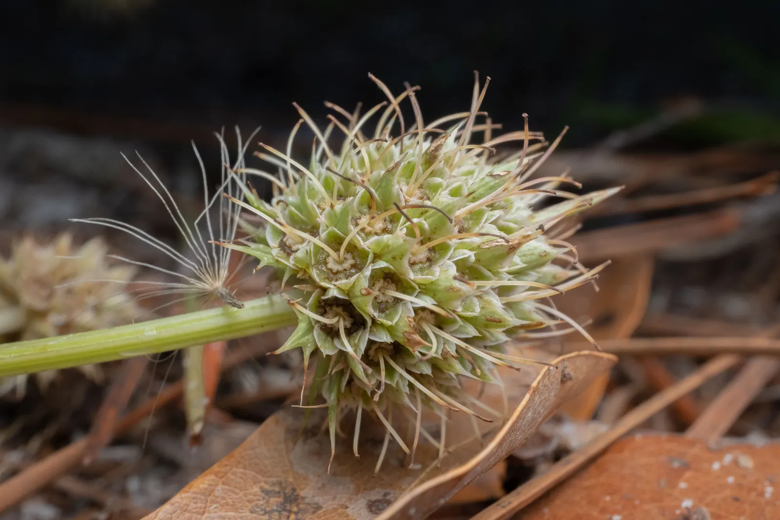 Rattlesnake Master (Eryngium Yuccifolium) — attracting a plethora of pollinators including bees; a key feature is its rosette of leathery, image 66