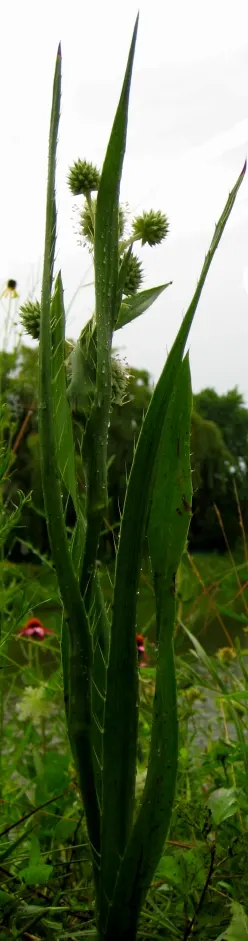 Rattlesnake Master (Eryngium Yuccifolium) — thistle-like flower heads that are approximately 1 inch in diameter atop sturdy; and its blooms serve as unique