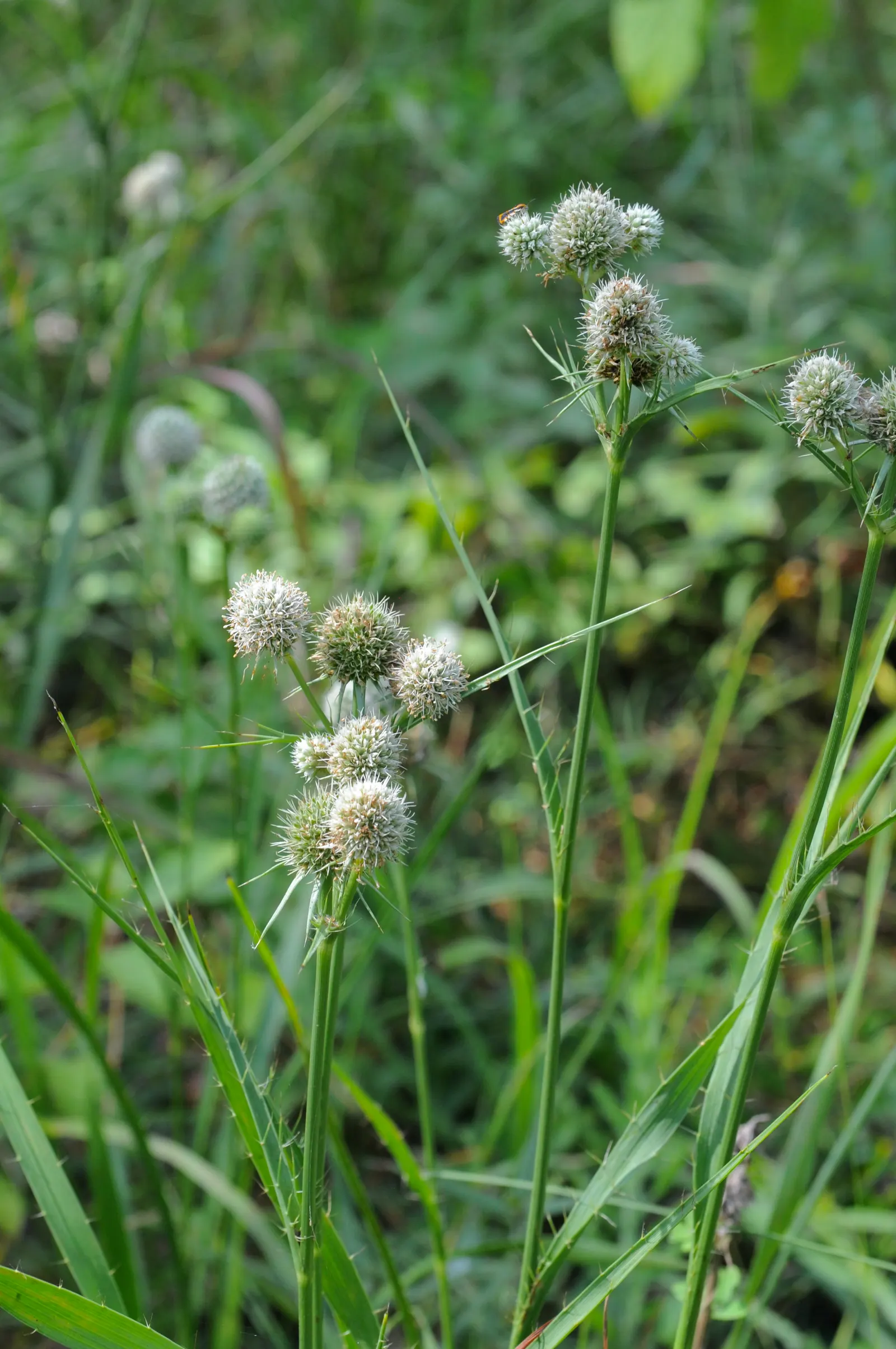 Rattlesnake Master (Eryngium Yuccifolium) — yucca-like leaves and spherical; this plant prefers full sun but can tolerate partial shade, image 53