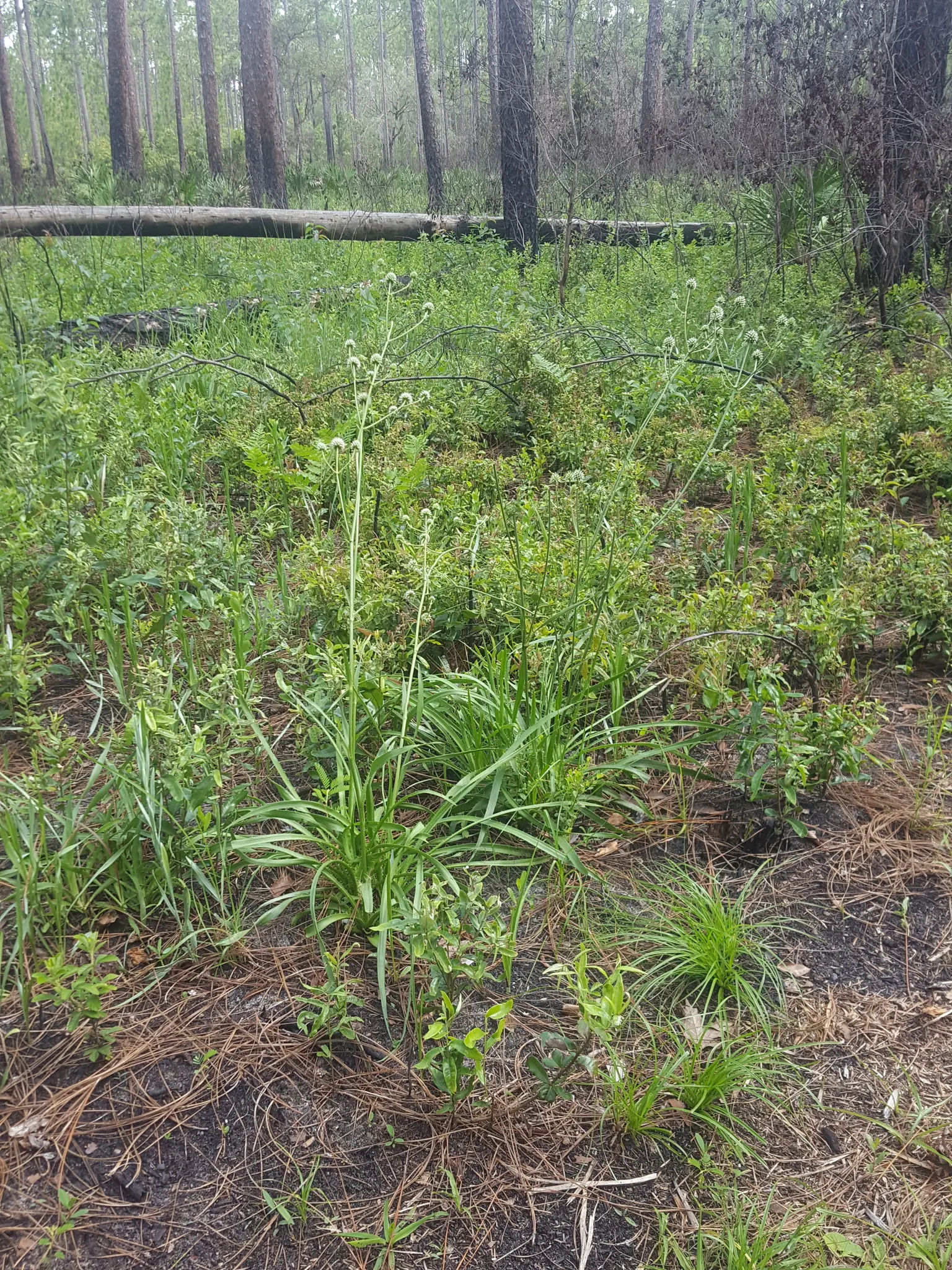 Rattlesnake Master (Eryngium Yuccifolium) — perennial for full or half; and seldom bothered by pests or diseases, image 75