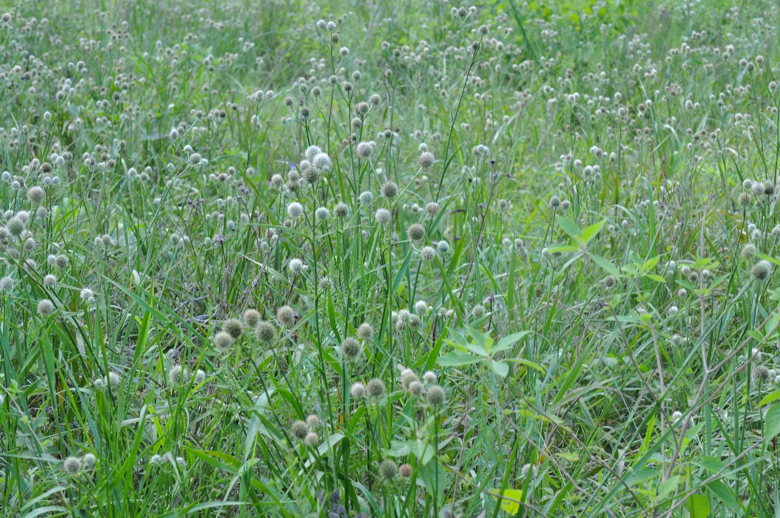 Rattlesnake Master (Eryngium Yuccifolium) — Standing at a stately 4 to 5 feet tall when mature