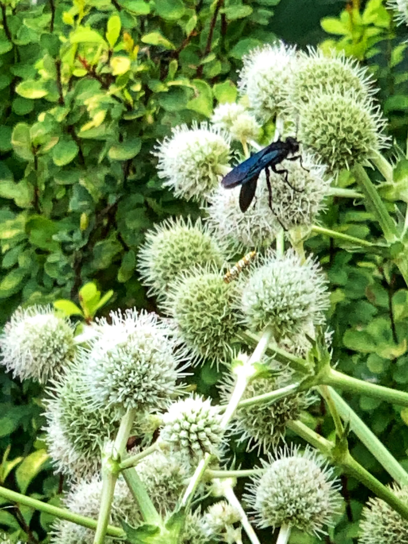 Rattlesnake Master (Eryngium Yuccifolium) — thistle-like flowers atop stems reaching 3-4 feet tall; perennial for full or half, image 79