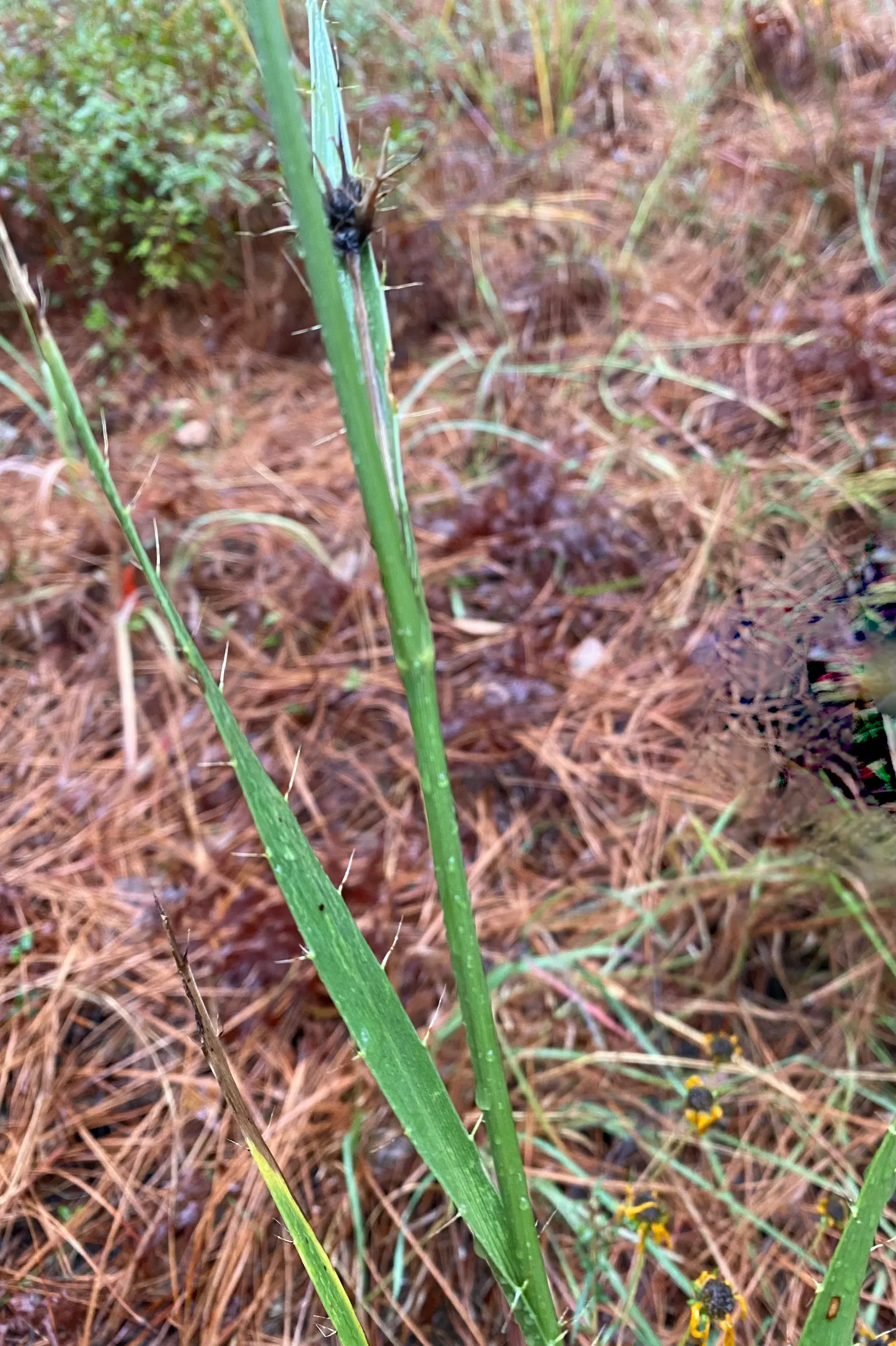 Rattlesnake Master (Eryngium Yuccifolium) — yucca-like leaves and spherical