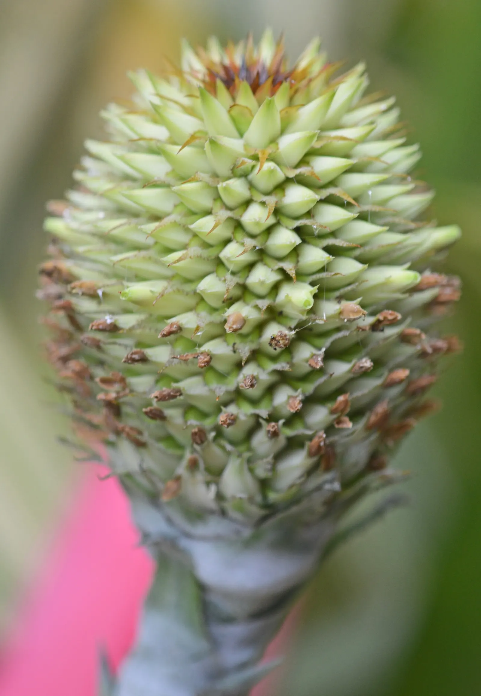 Rattlesnake Master (Eryngium Yuccifolium) — Ideal for xeriscaping, it adds unique texture and supports pollinators in the landscape; thistle-like flower heads
