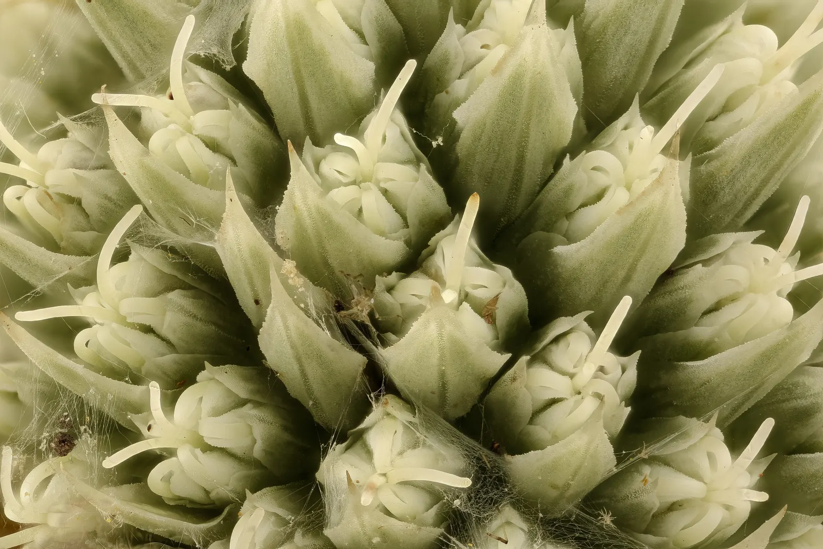 Rattlesnake Master (Eryngium Yuccifolium) — and other beneficial insects.<br><br>Adaptable to a range of soil conditions
