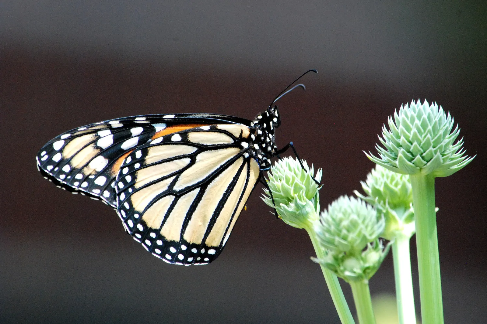 Rattlesnake Master (Eryngium Yuccifolium) — and other beneficial insects.<br><br>Adaptable to a range of soil conditions; attracting a plethora of, image 67