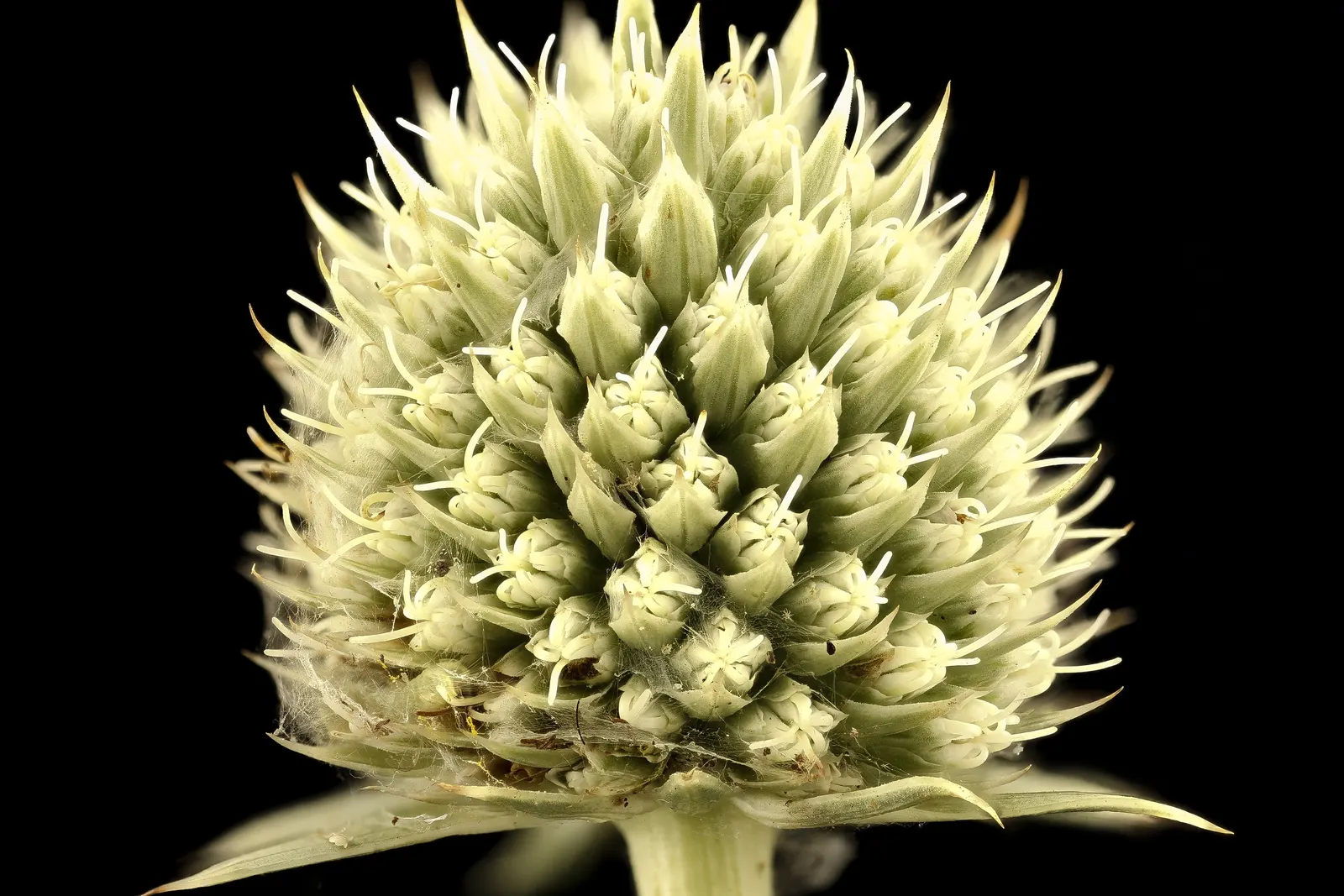 Rattlesnake Master (Eryngium Yuccifolium) — making it ideal for xeriscaping in US hardiness zones 3 to 9
