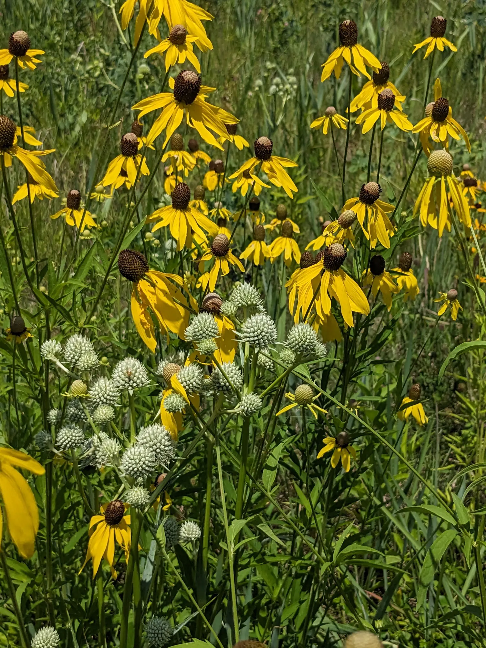 Rattlesnake Master (Eryngium Yuccifolium) — perennial with green and white blooms