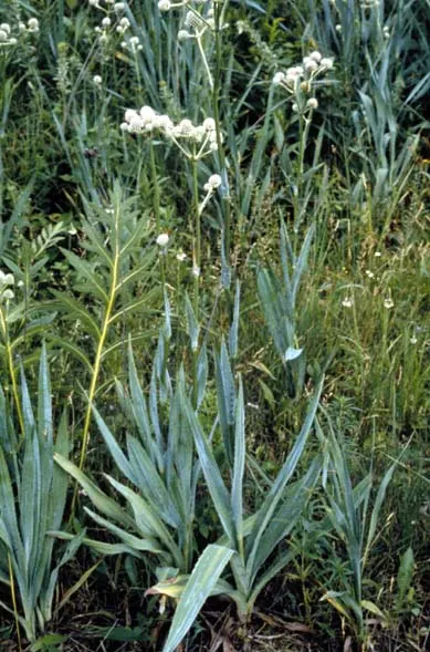 Rattlesnake Master (Eryngium Yuccifolium) — and other beneficial insects.<br><br>Adaptable to a range of soil conditions; attracting a plethora of pollinators