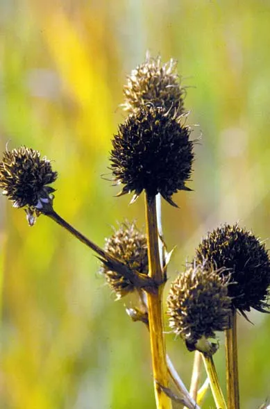 Rattlesnake Master (Eryngium Yuccifolium) — making it ideal for xeriscaping in US hardiness zones 3 to 9; perennial with green and white blooms
