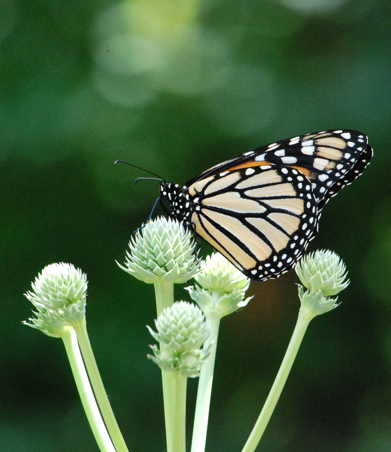 Rattlesnake Master (Eryngium Yuccifolium) — Standing at a stately 4 to 5 feet tall when mature; ideal for xeriscaping, it adds unique texture and, image 62