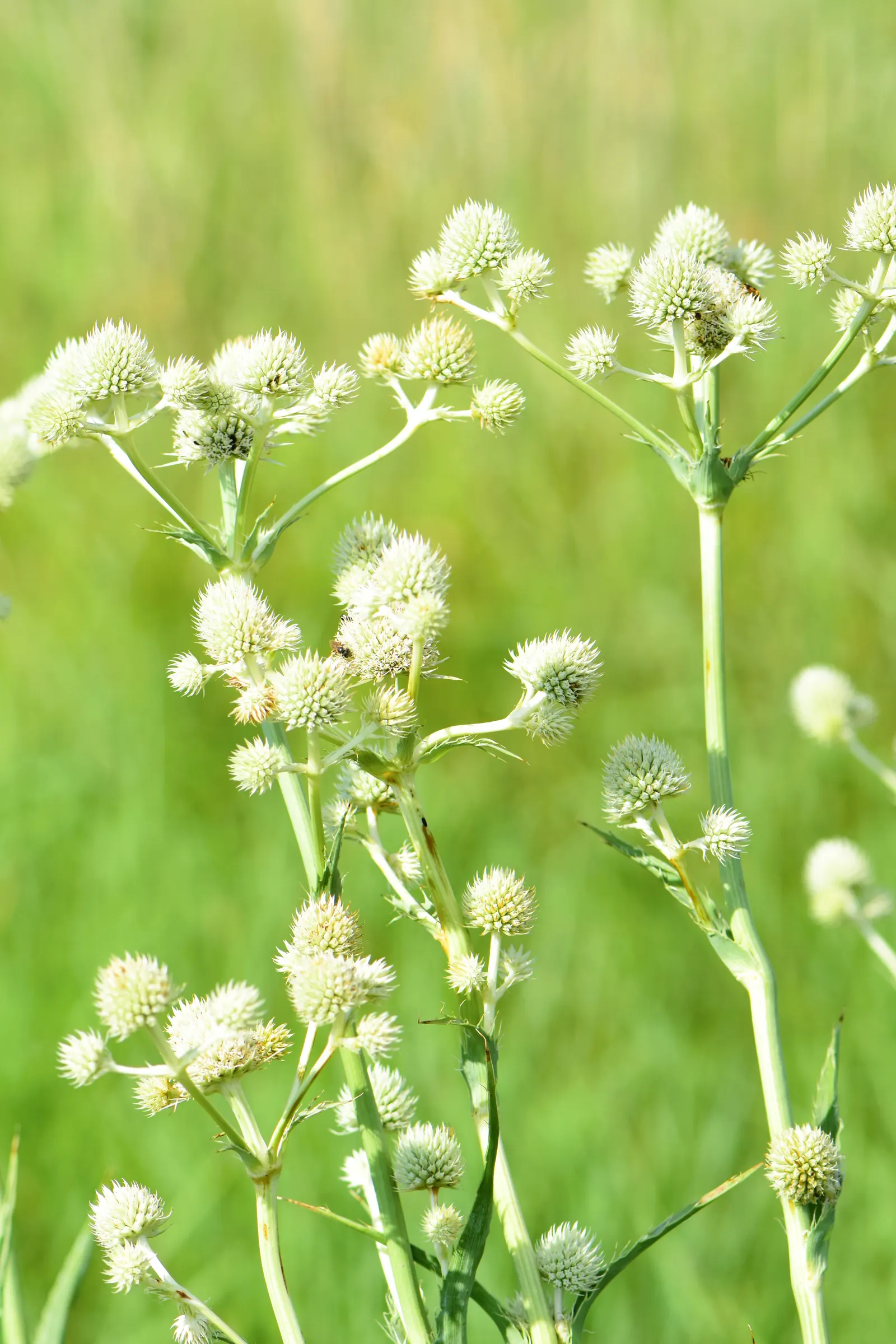 Rattlesnake Master (Eryngium Yuccifolium) — Requiring little maintenance; it's excellent for adding structure in naturalistic plantings and prairie, image 71