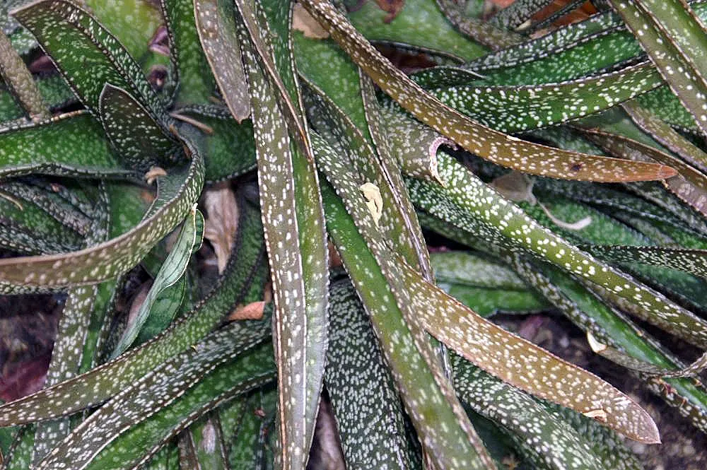 Giant Gasteria (Gasteria Acinacifolia) — providing an intriguing visual and tactile experience.<br><br>Native to South Africa