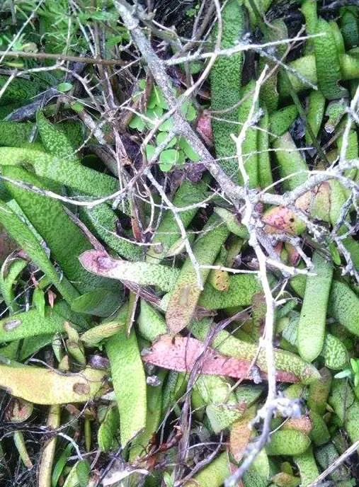 Giant Gasteria (Gasteria Acinacifolia) — Each leaf is adorned with a unique textured skin featuring white spots and warty protuberances