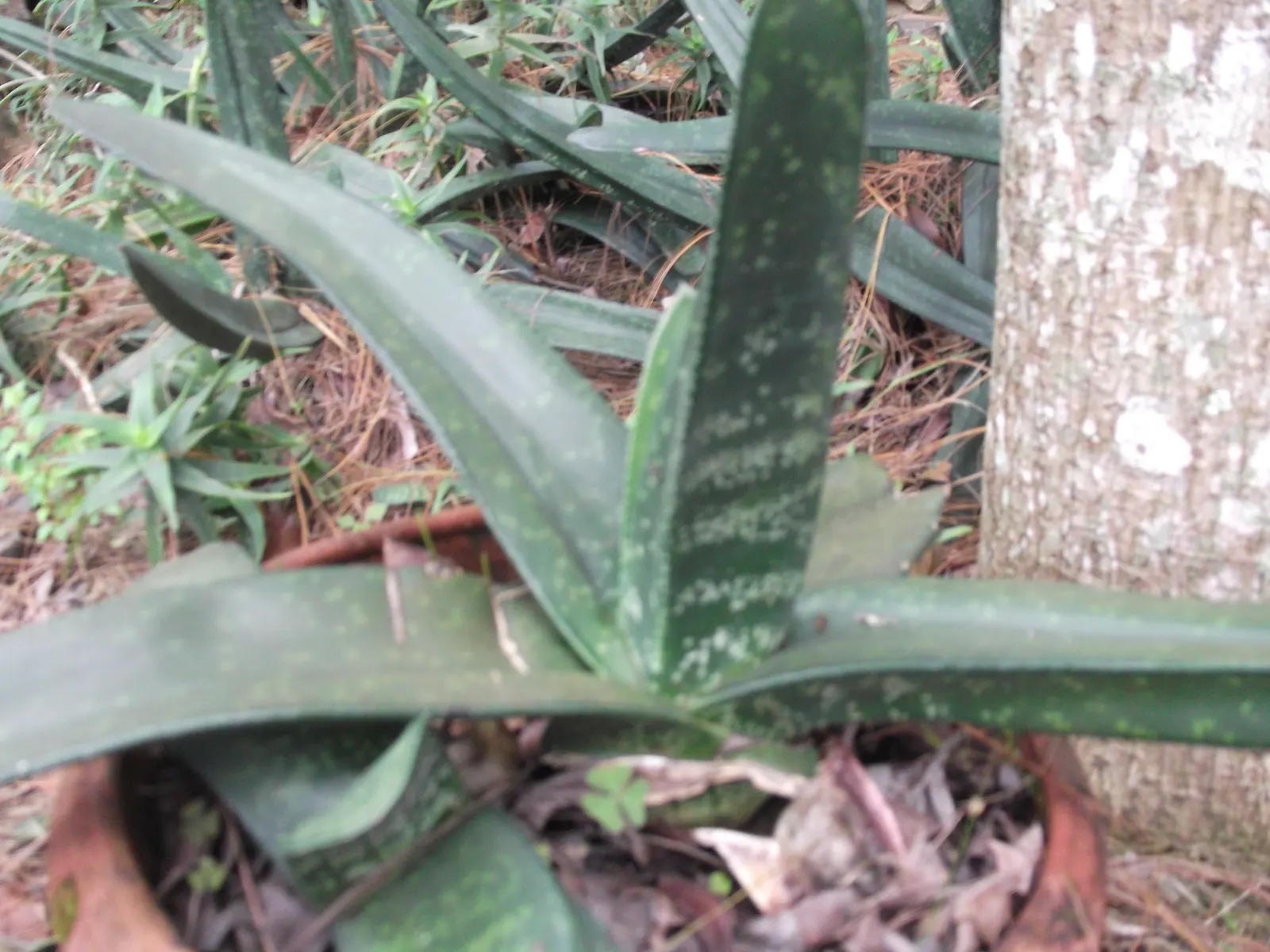 Giant Gasteria (Gasteria Acinacifolia) — It demands well-draining soil to prevent root rot, ideally a mix that emulates its arid homeland conditions