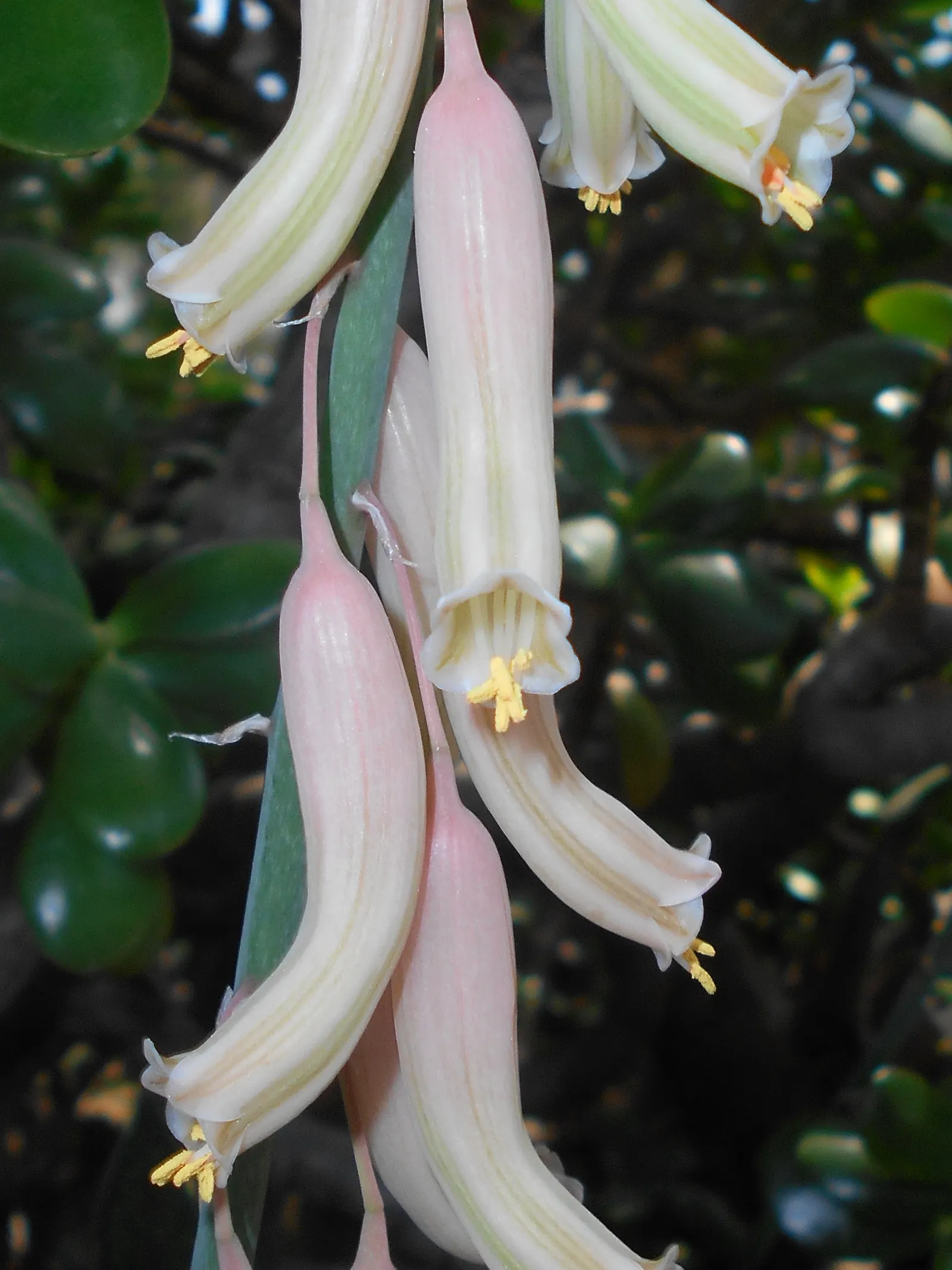 Giant Gasteria (Gasteria Acinacifolia) — It features thick, warty, strap-shaped leaves, forming a rosette up to 18 inches tall