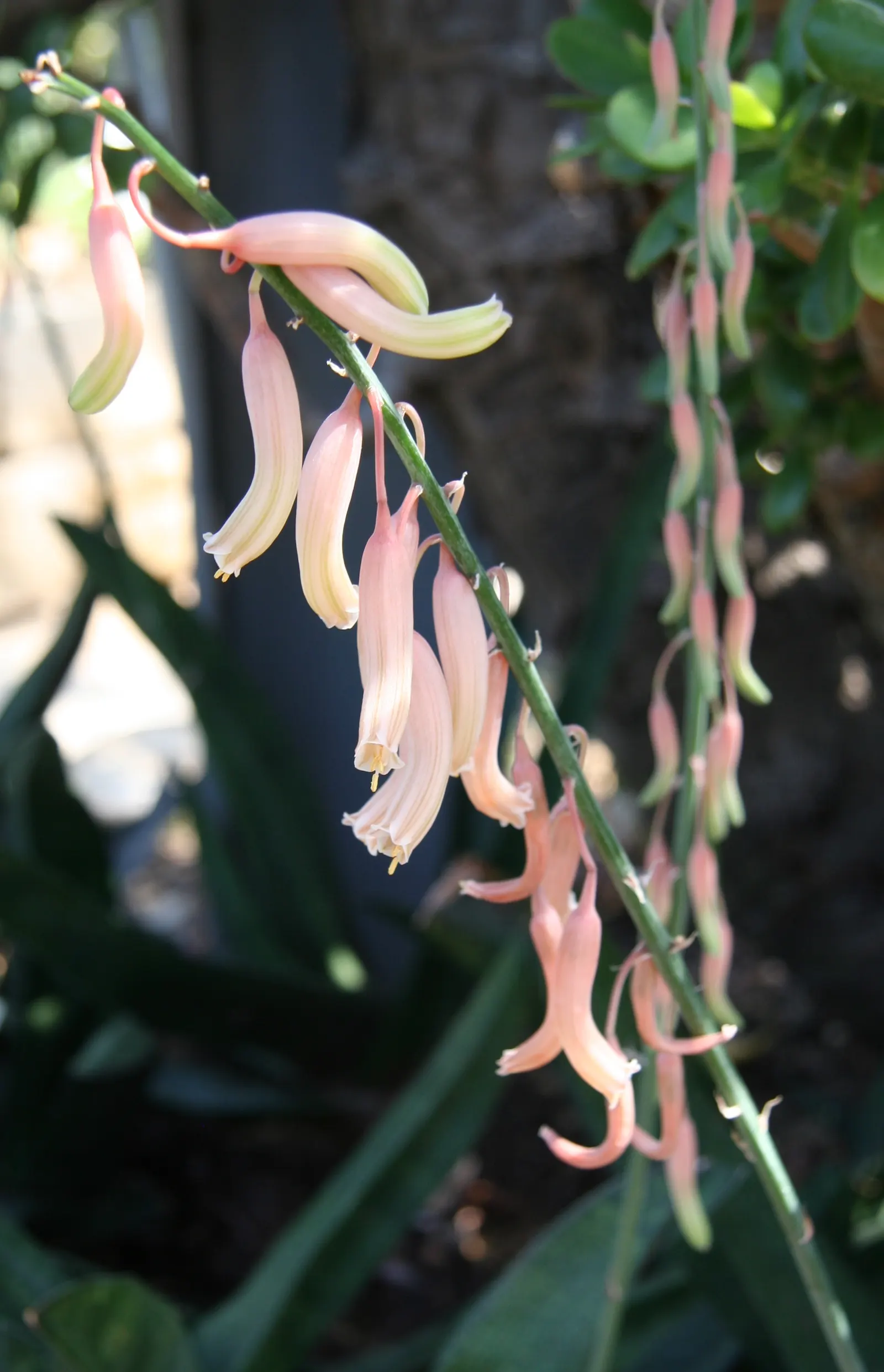 Giant Gasteria (Gasteria Acinacifolia) — architectural element to any garden design
